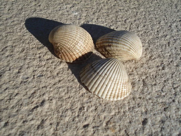 Conchas Marinhas Conchas Mexilhões — Fotografia de Stock