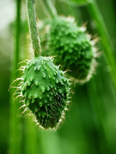 Close Uitzicht Mooie Wilde Papaver Bloemen — Stockfoto