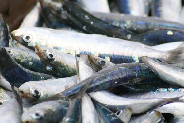 Sardines Mediterranean Sea Food — Stock Photo, Image