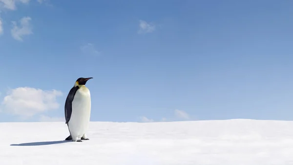 Vista Panorámica Las Aves Pingüinos Lindos Naturaleza — Foto de Stock