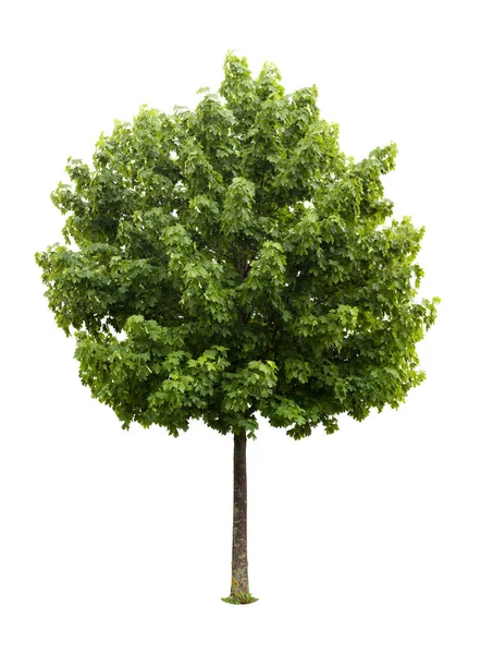 Natur Flora Träd Lövverk — Stockfoto