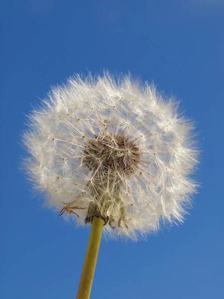 Schöne Aussicht Auf Natürliche Löwenzahnblume — Stockfoto