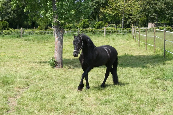 Bonito Cavalo Selvagem Natureza — Fotografia de Stock