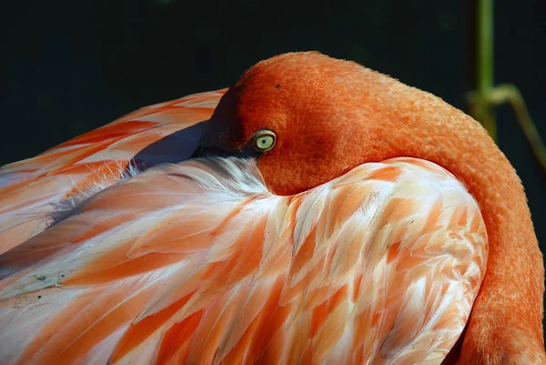 Roze Flamingo Natuurlijke Achtergrond — Stockfoto