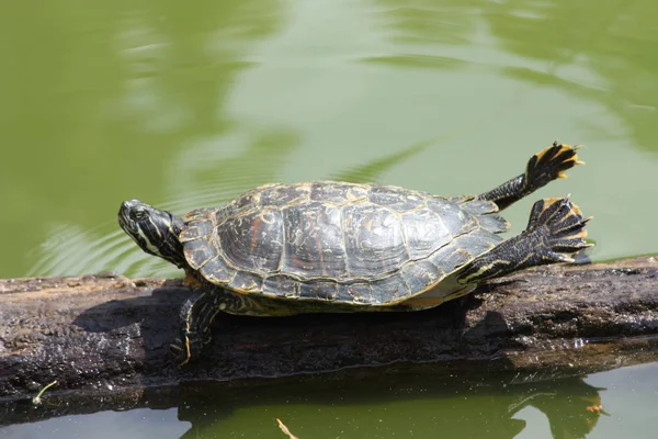 Exotische Schildpad Dier Natuur Fauna — Stockfoto