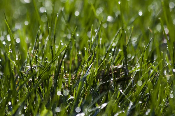 Grass Dew Drops Green Leaf — Stock Photo, Image