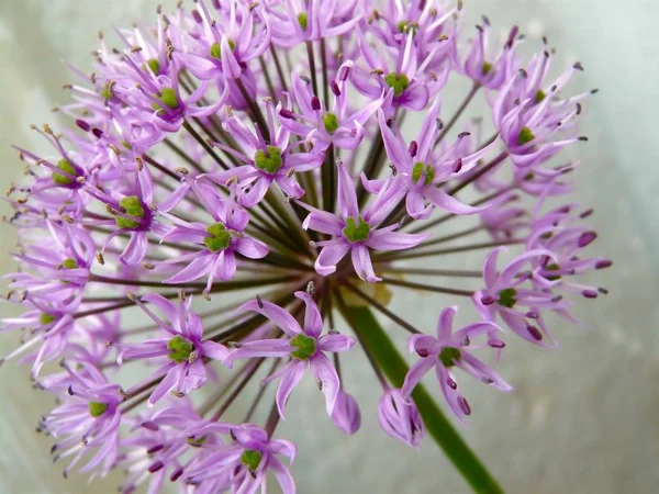 Vackra Blommor Blommigt Koncept Bakgrund — Stockfoto