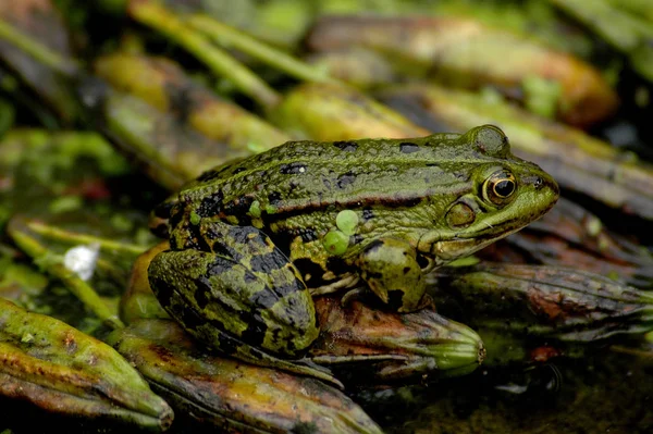 Rana Animal Estanque Anfibios — Foto de Stock