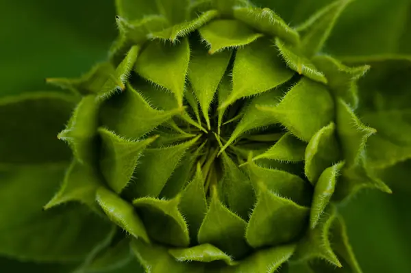 Ancora Verde Comunque Domani — Foto Stock