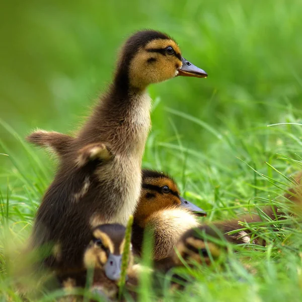 Nahaufnahme Von Niedlichen Kleinen Entchen — Stockfoto