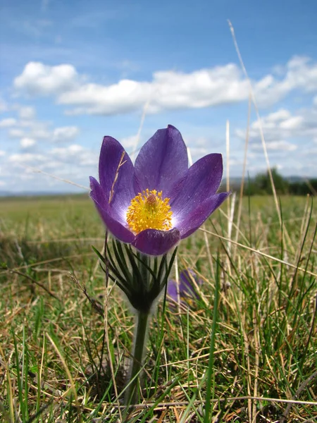 Schilderachtig Uitzicht Mooie Bloemen — Stockfoto