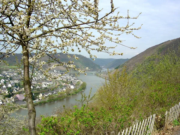 Die Mosel Und Ein Blühender Baum — Stockfoto