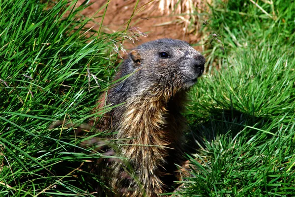 Marmota Animal Marmota Roedor — Foto de Stock