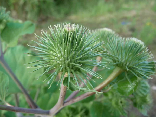 美しい植物画 自然壁紙 — ストック写真