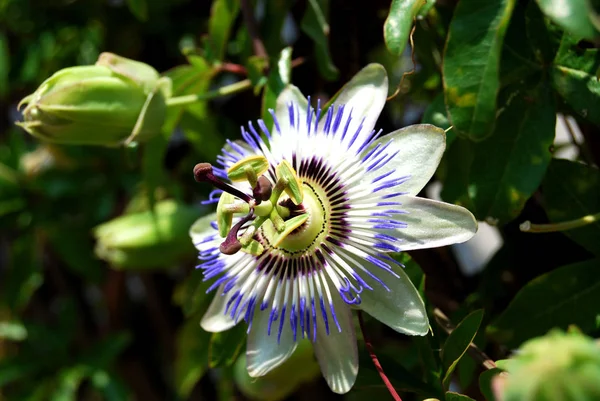 Vue Panoramique Belles Fleurs — Photo