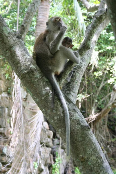 Javanês Macaco Mãe Com Cub — Fotografia de Stock