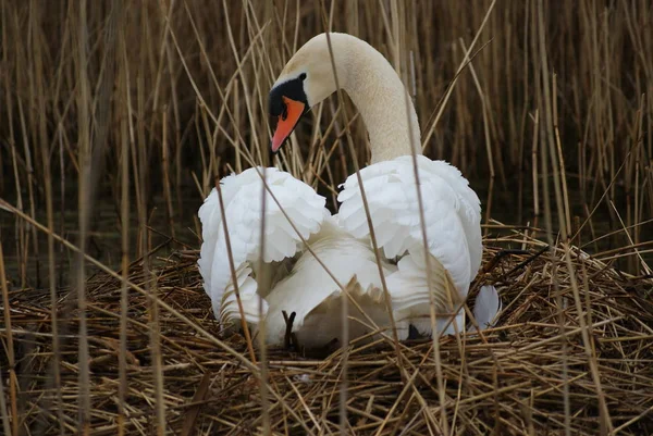 Vista Panorâmica Cisne Majestoso Natureza — Fotografia de Stock