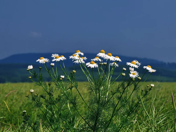 Мальовничий Вид Красиві Квіти Маргарити — стокове фото