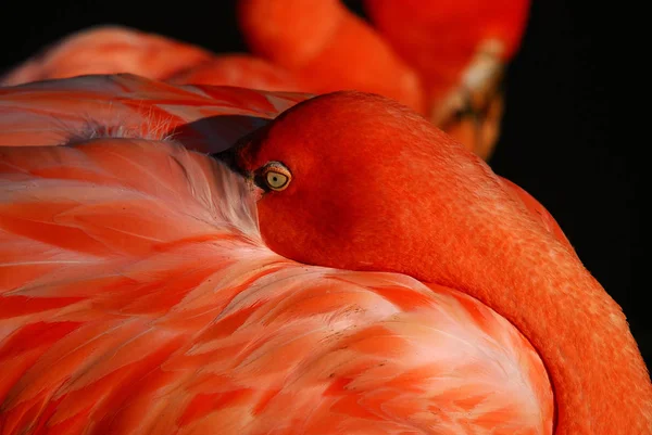 Rosa Flamingo Natürlichen Hintergrund — Stockfoto