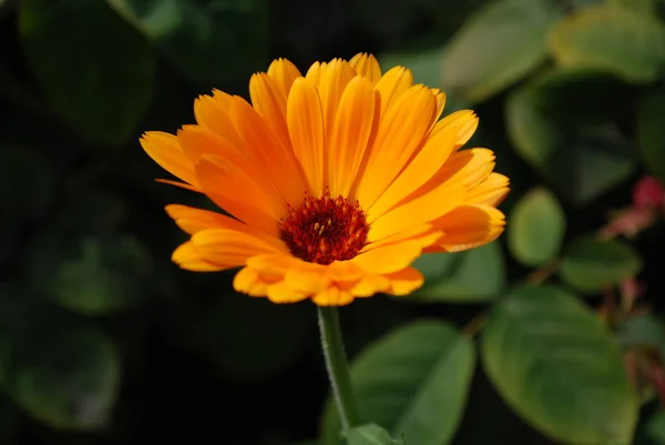 Bela Vista Flor Calêndula Natural — Fotografia de Stock