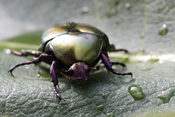 Gros Plan Bug Nature Sauvage — Photo