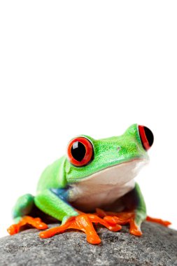 cute frog on a rock isolated white clipart