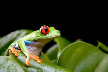tropical frog, amphibian animal clipart