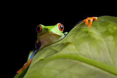 frog on a leaf isolated black clipart