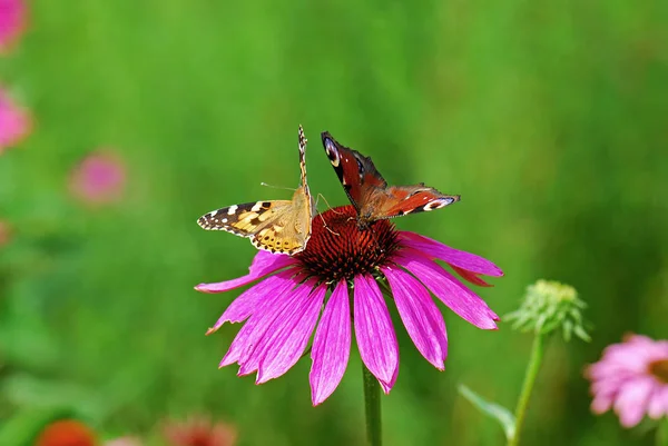 Close Bug Natureza Selvagem — Fotografia de Stock