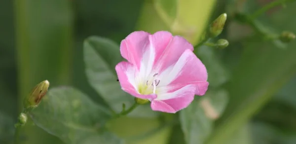 Piękne Botaniczne Ujęcie Naturalna Tapeta — Zdjęcie stockowe