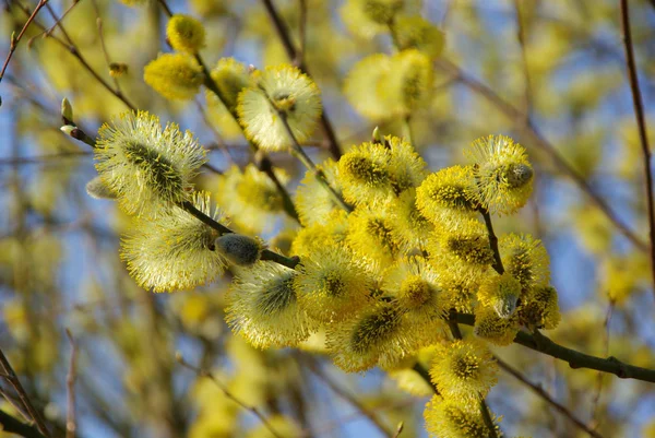 Pussy Willow Spring Catkin — Stock fotografie