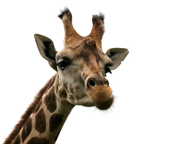 Żyrafa Afrykański Roślinożerny Ssak — Zdjęcie stockowe