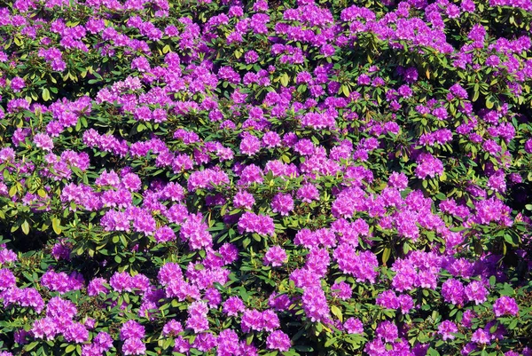 Gyönyörű Virágzó Virágok Természet Háttér — Stock Fotó
