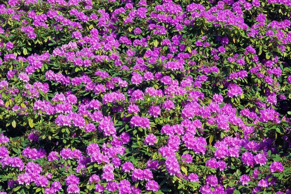 Schöne Blühende Blumen Natur Hintergrund — Stockfoto