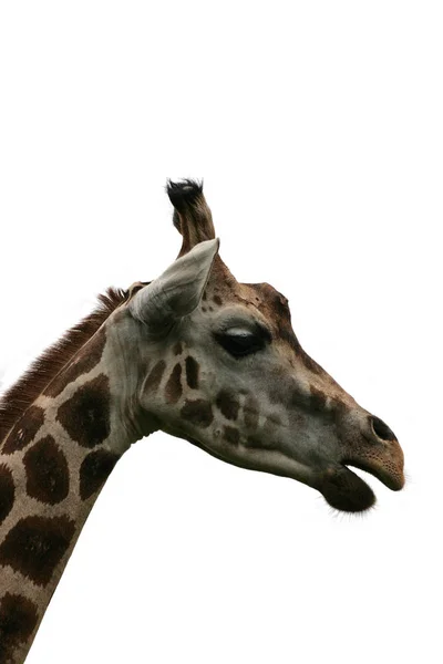 Giraffe Animal African Herbivore Mammal — Stock Photo, Image