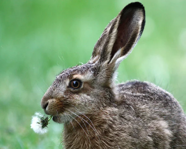 Verschiedene Tiere Selektiver Fokus — Stockfoto