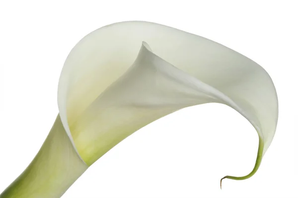 Flores Exóticas Lírio Calla Pétalas Flora Botânica — Fotografia de Stock