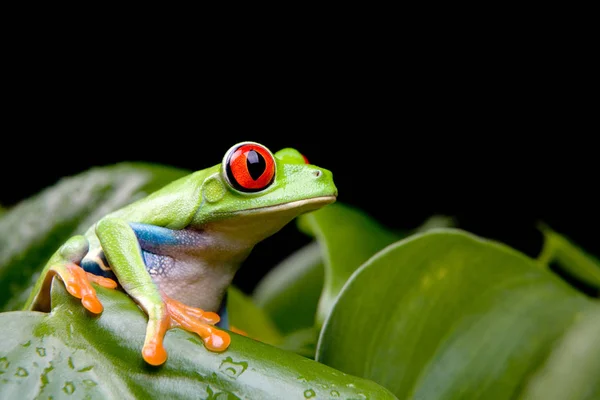 Tropická Žába Obojživelné Zvíře — Stock fotografie