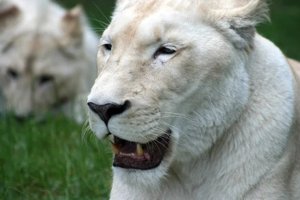 Primer Plano Los Animales Zoológico —  Fotos de Stock