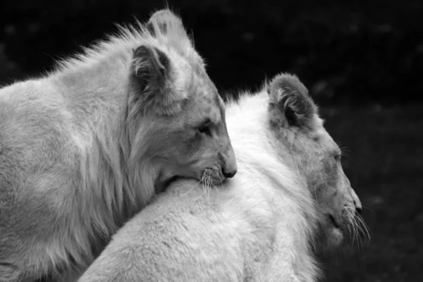 Leão Predador Animal Predador Felino — Fotografia de Stock