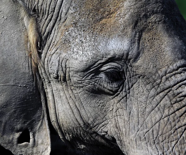 Mamífero Africano Animal Herbívoro Elefante — Foto de Stock