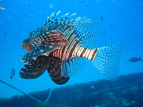 海洋生物 水中のアシカ 水中動物 — ストック写真