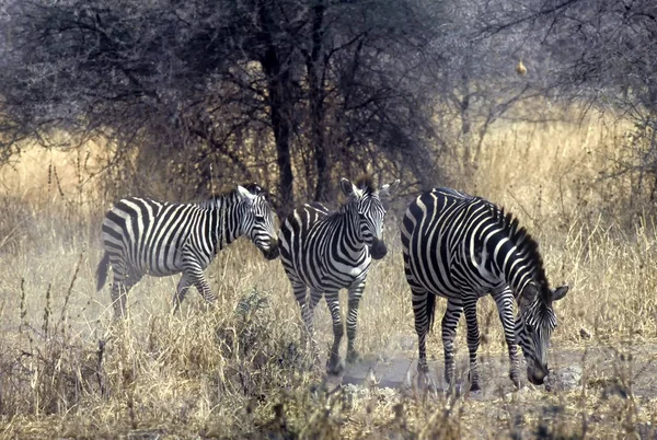 Black White Zebras Animals — Stock Photo, Image