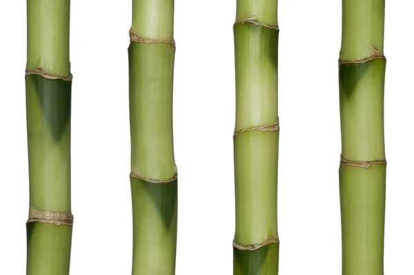 Fundo Verde Bambu Com Espaço Para Texto — Fotografia de Stock