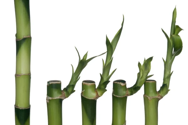 Caules Bambu Isolado Fundo Branco — Fotografia de Stock