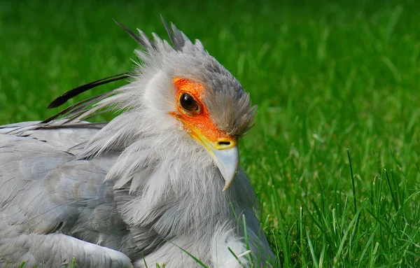 Мальовничий Вид Красивого Птаха Природі — стокове фото