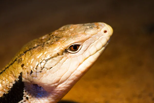 Skink Reptil Criatura Reptil Mago — Foto de Stock