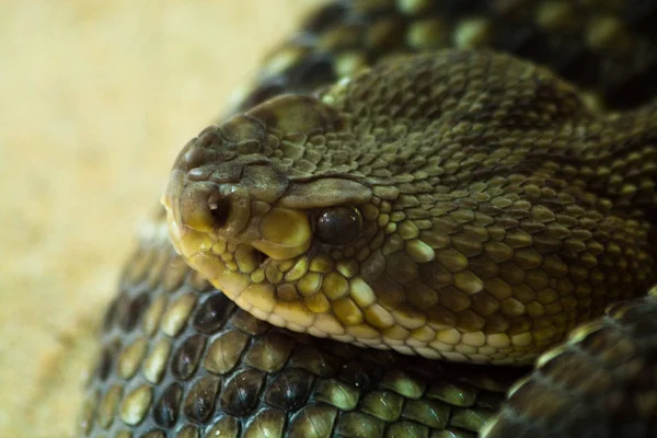 Vista Panorâmica Serpente Perigosa Majestosa — Fotografia de Stock