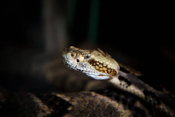 Scenic View Majestic Dangerous Snake — Stock Photo, Image