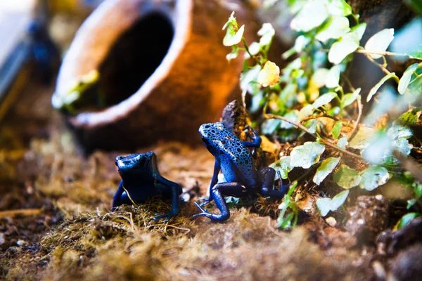 Frog Amphibian Pond Animal — Stock Photo, Image